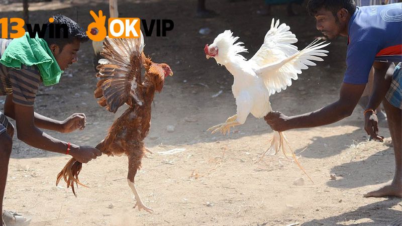Đá gà Campuchia 13win – Xem live, cược thật mỗi ngày 2 Các hình thức cược trong đá gà
