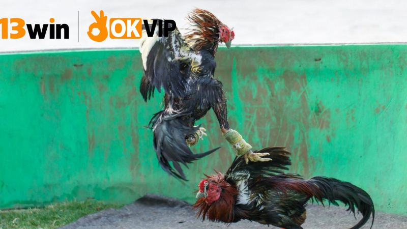 Đá gà Campuchia 13win – Xem live, cược thật mỗi ngày 3 Trải nghiệm xem live đá gà trên 13win