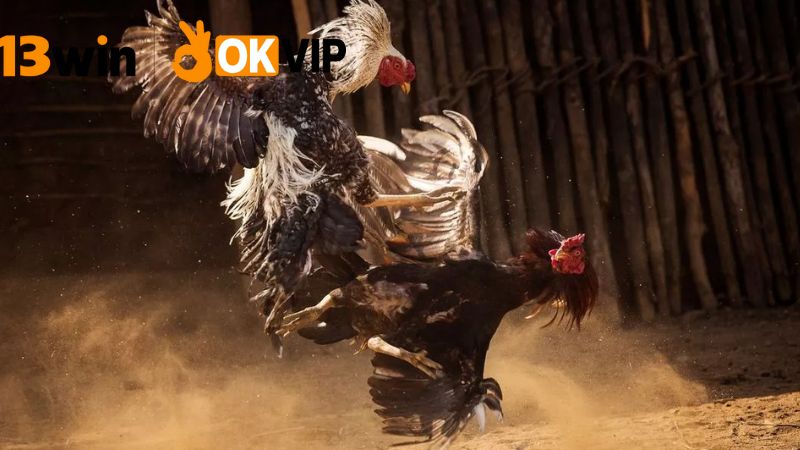 Đá gà trực tiếp 13win – Trận đấu hấp dẫn, cược dễ thắng 3 Chiến lược cược hiệu quả khi tham gia đá gà
