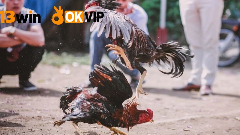 Đá gà trực tiếp 13win – Trận đấu hấp dẫn, cược dễ thắng 4 Những rủi ro và cách giảm thiểu khi cược đá gà