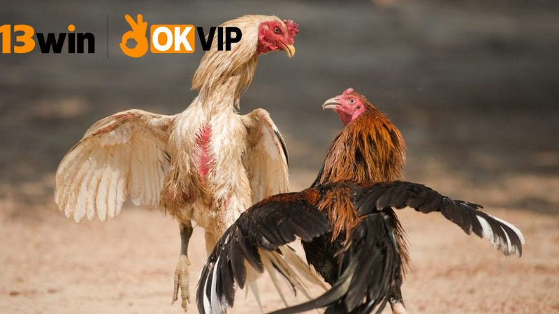 Đặt cược đá gà 13win – Tỷ lệ cao, cược dễ trúng lớn 4 Những lưu ý khi đặt cược đá gà tại 13win