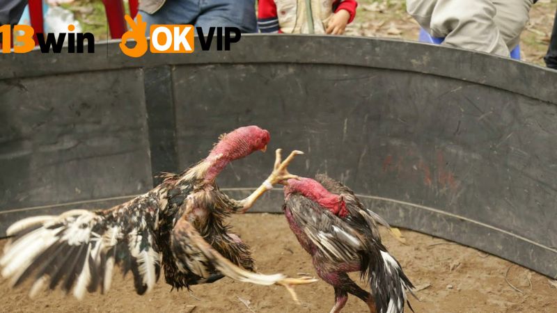 Kèo đá gà hôm nay 13win – Cược nhanh, thắng lớn 2 Giới thiệu về kèo đá gà 13win