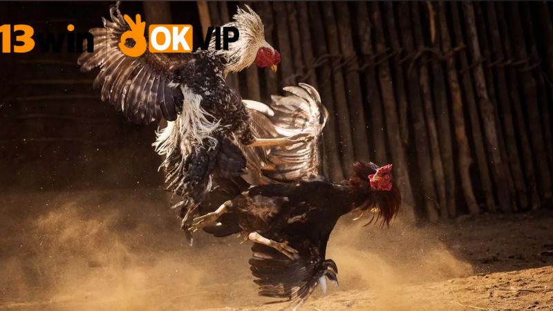 Livestream đá gà 13win – Xem cực nét, cược cực đã 2 Chất lượng hình ảnh và âm thanh trong livestream