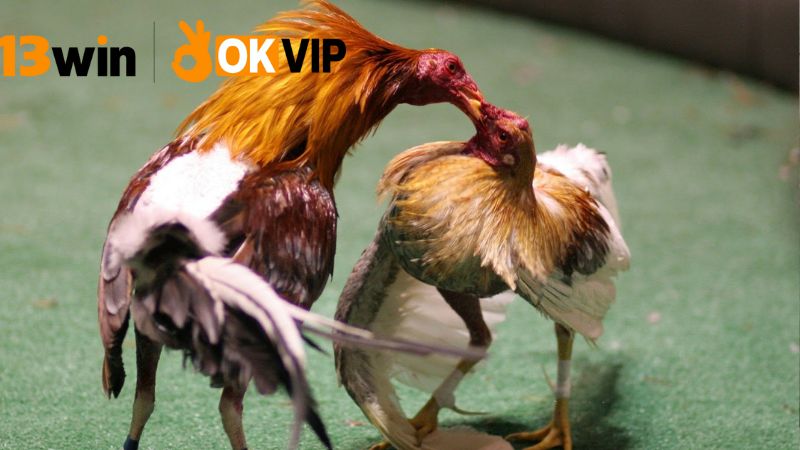 Livestream đá gà 13win – Xem cực nét, cược cực đã 3 Những ưu điểm khi xem livestream đá gà tại 13win