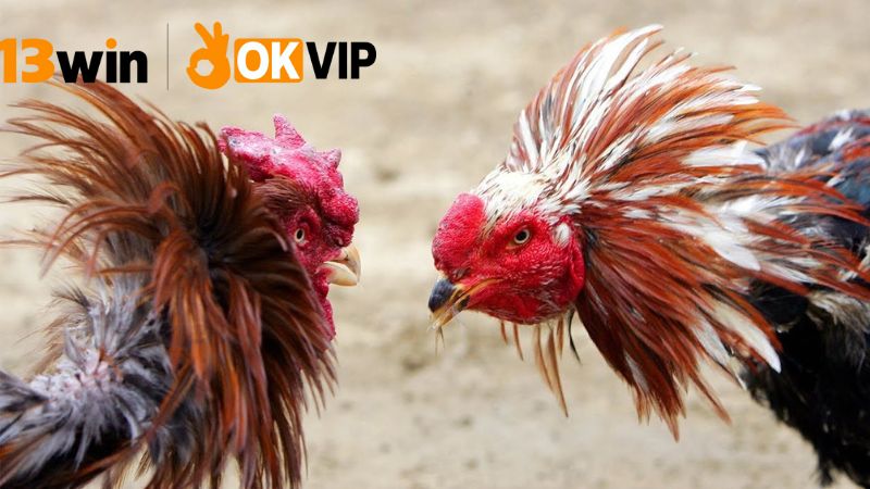 Livestream đá gà 13win – Xem cực nét, cược cực đã 4 Lời khuyên và mẹo cho người mới bắt đầu