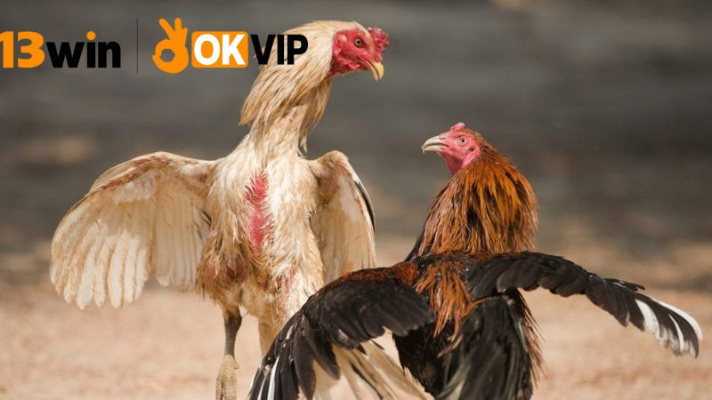 Nạp tiền chơi đá gà 13win – Giao dịch siêu tốc 2 Quy trình nạp tiền tại 13win