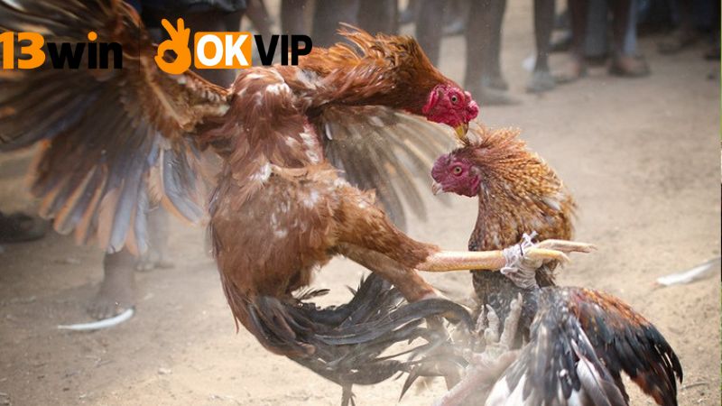 Nạp tiền chơi đá gà 13win – Giao dịch siêu tốc 4 Những lưu ý khi nạp tiền chơi đá gà