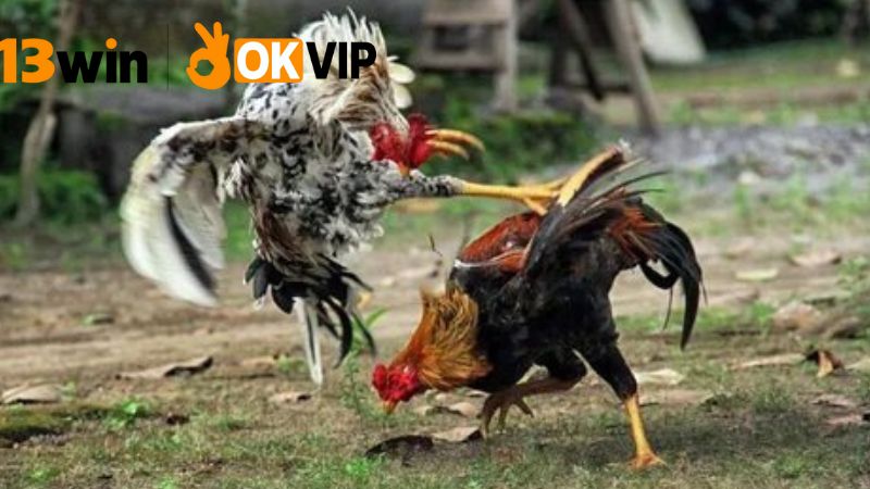 Sảnh đá gà 13win – Xem trực tiếp, cược siêu nhanh 2 Tính năng xem trực tiếp tại 13win
