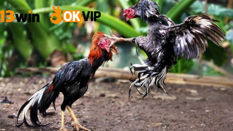Sảnh đá gà 13win – Xem trực tiếp, cược siêu nhanh 3 Các loại hình cá cược đá gà
