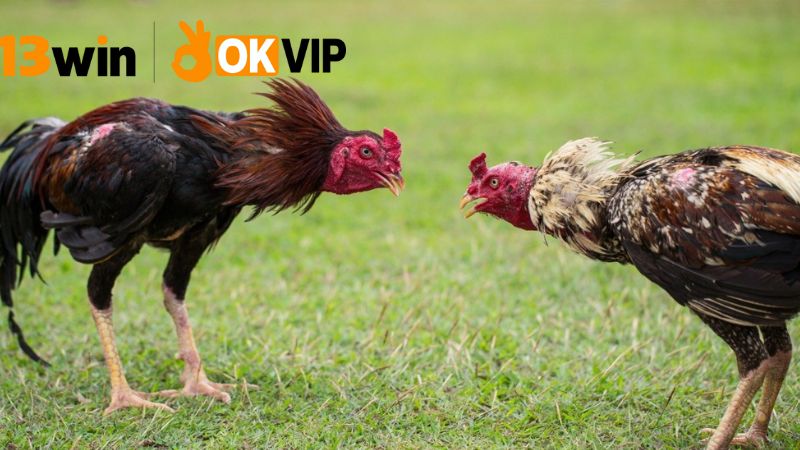 Sảnh đá gà 13win – Xem trực tiếp, cược siêu nhanh 4 Khuyến mãi và ưu đãi cho người chơi